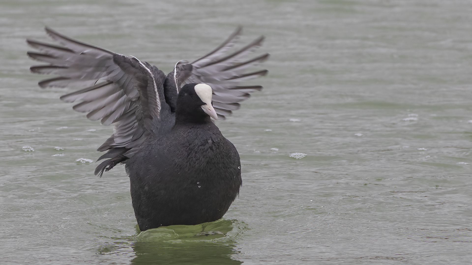 Eurasian Coot